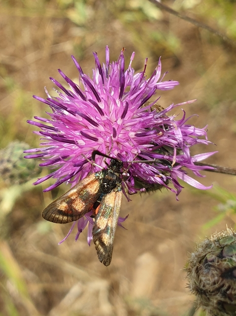 Zygaena carniolica - fehérgyűrűs csüngőlepke