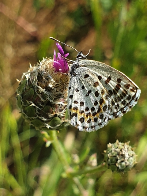 Scolitantides orion - szemes boglárka