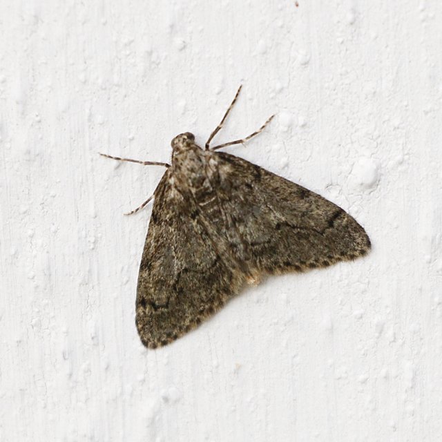 Tephronia sepiaria/Eumannia lepraria