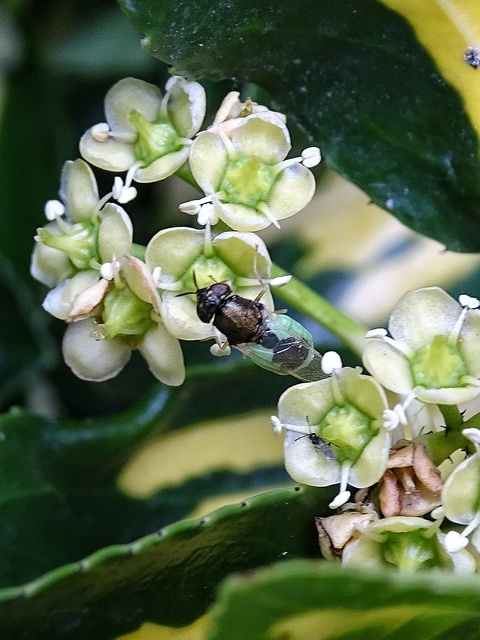 Oplodontha viridula - zöld zömöklégy