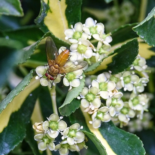 Tachinidae - fürkészlegyek
