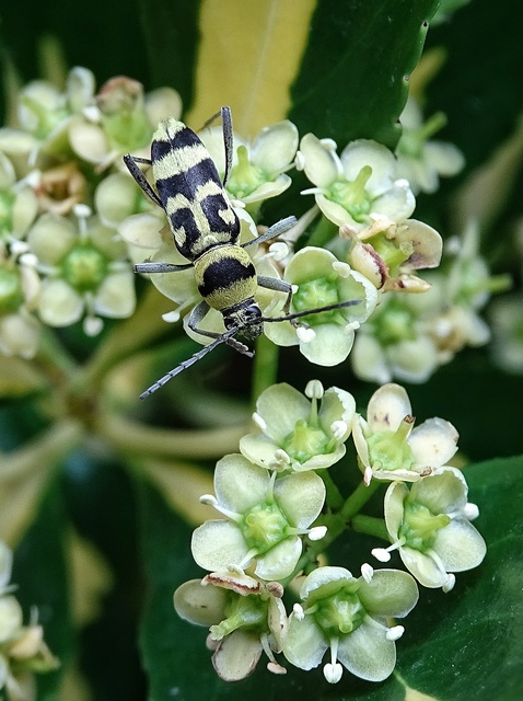Chlorophorus varius - díszes darázscincér