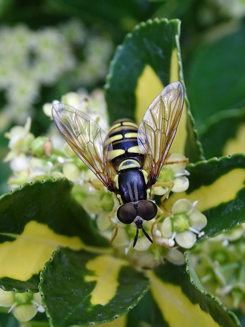 Chrysotoxum