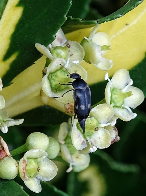 Mordellidae - marókafélék