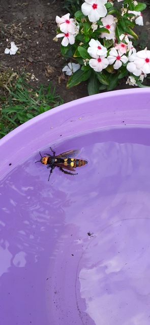 Megascolia maculata - óriás-tőrösdarázs