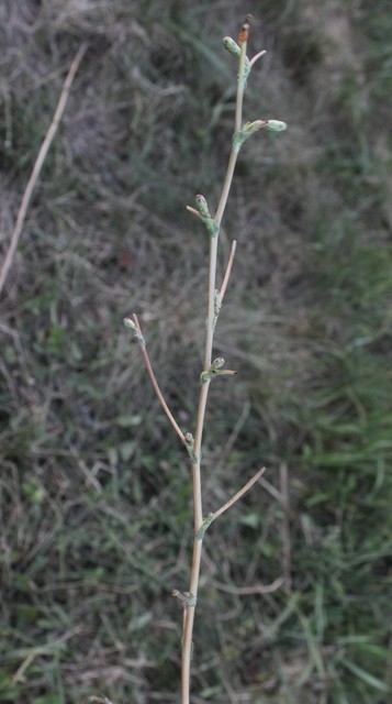 Hecatera dysodea - parajbagoly