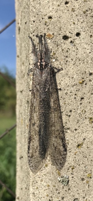 Acanthaclisis occitanica - pusztai hangyaleső