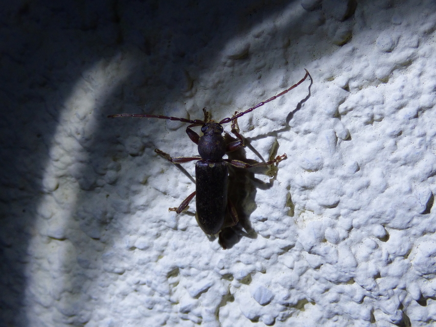 Trichoferus campestris - szállóvendég éjicincér
