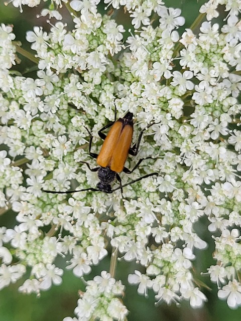 Stictoleptura fulva - vörhenyes virágcincér