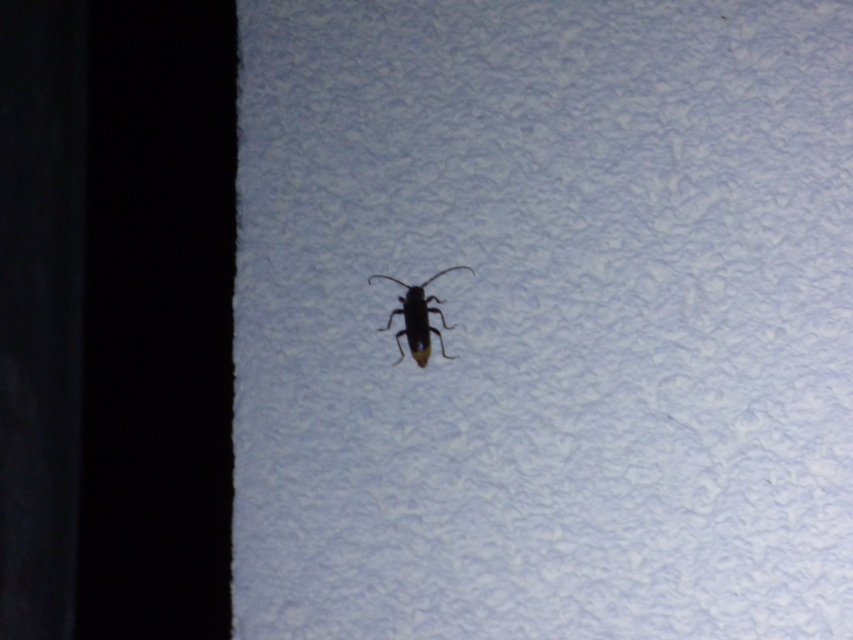 Trichoferus campestris - szállóvendég éjicincér