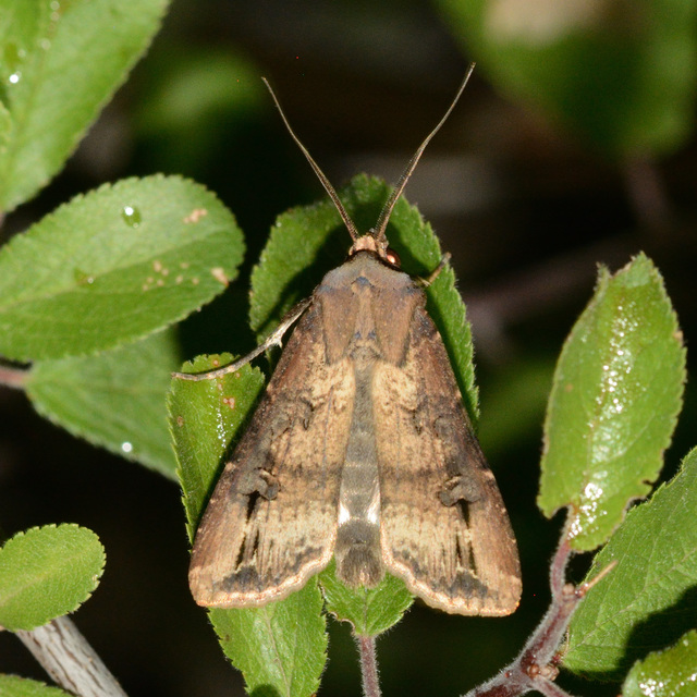 Agrotis ipsilon - nagy földibagoly