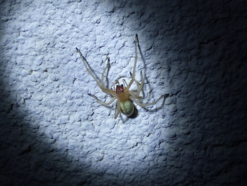Cheiracanthium