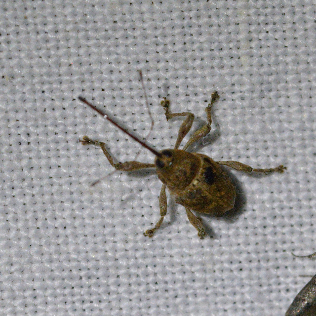 Curculio glandium - tölgymakkzsuzsóka