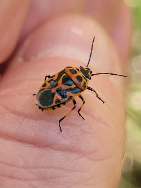 Eurydema ornata - díszespoloska