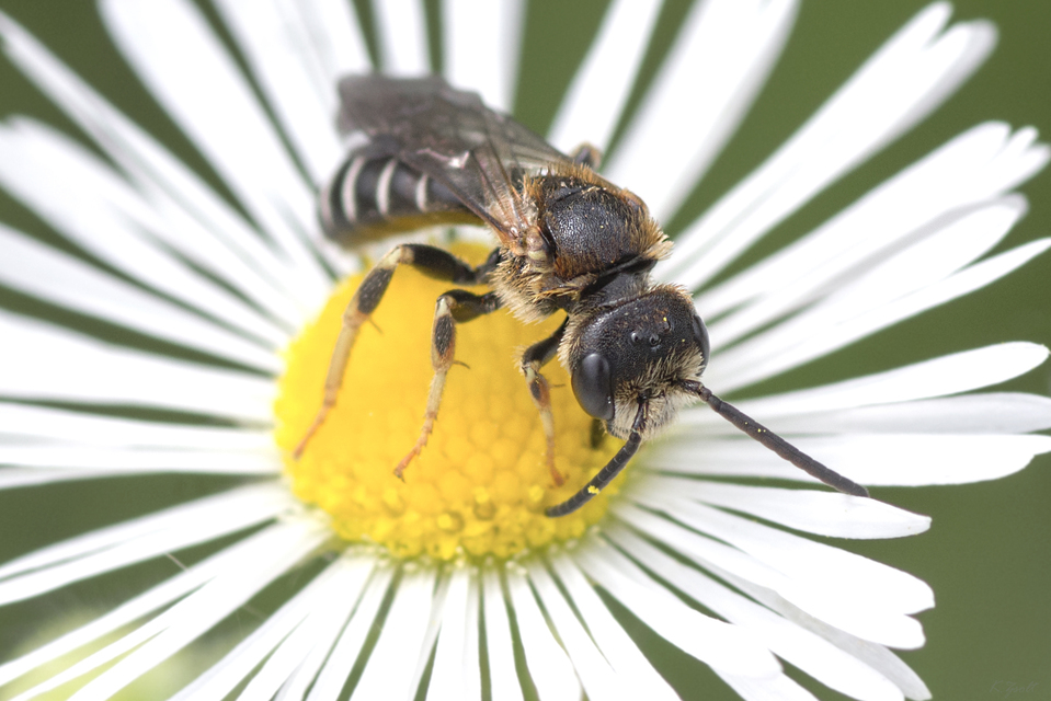 Halictus maculatus