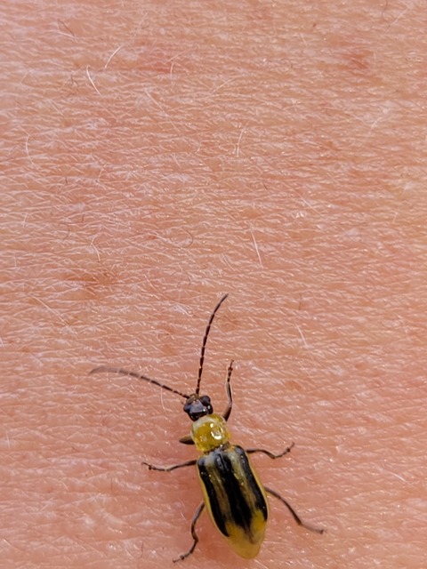 Diabrotica virgifera - amerikai kukoricabogár