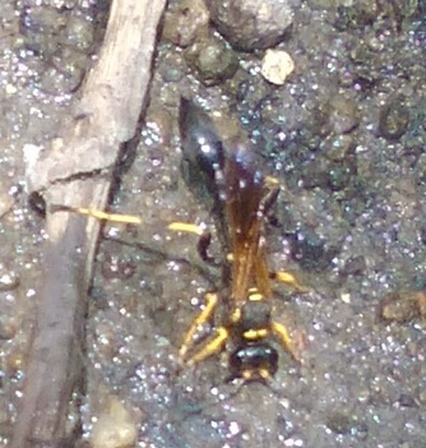 Sceliphron caementarium - feketenyelű lopódarázs