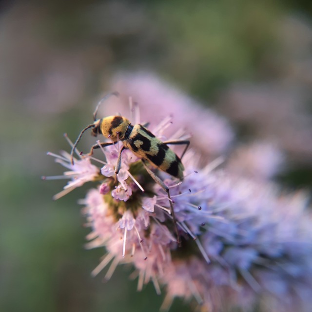 Chlorophorus varius - díszes darázscincér