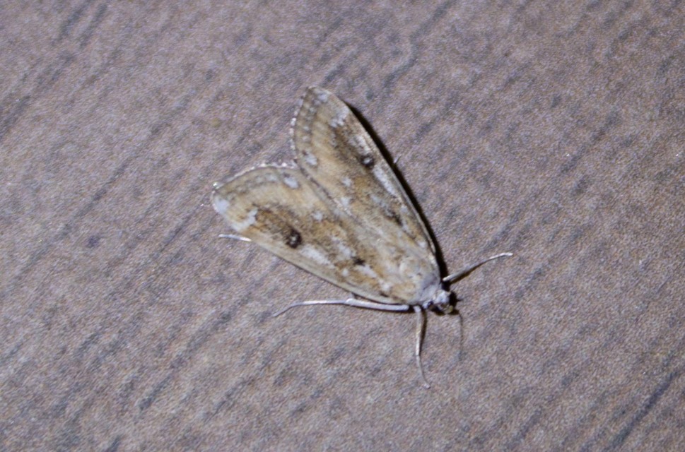 Parapoynx stratiotata - közönséges vízimoly