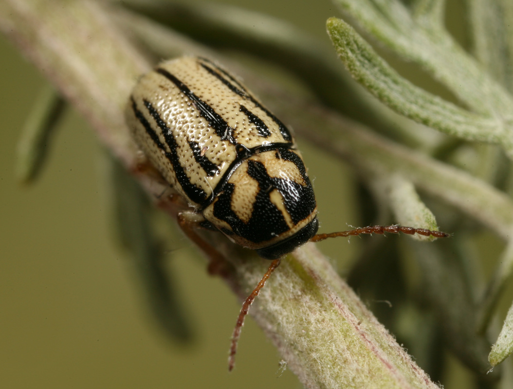Cryptocephalus gamma - gamma-zömökbogár