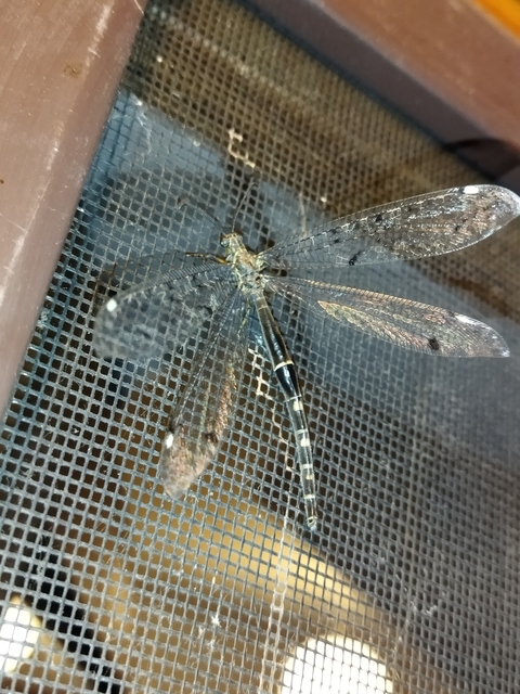 Distoleon tetragrammicus - négyfoltos hangyaleső