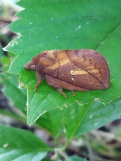 Euthrix potatoria - szomjas pohók