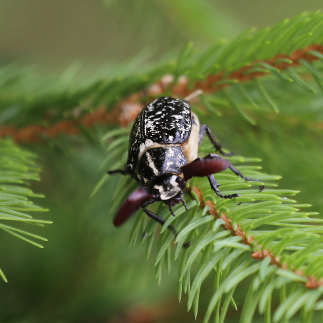 Polyphylla fullo - csapó cserebogár