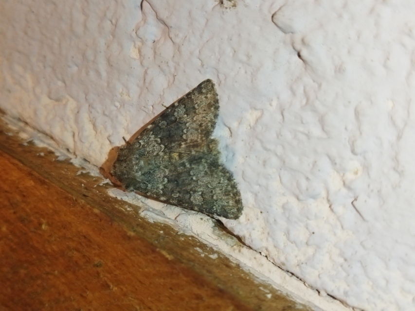Hecatera dysodea - parajbagoly