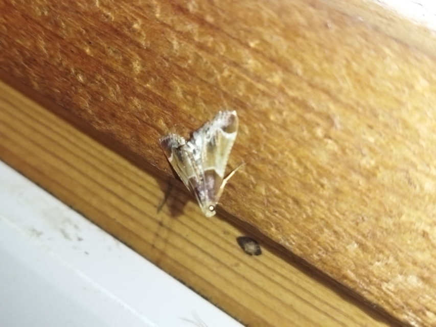 Pyralis farinalis - lisztilonca