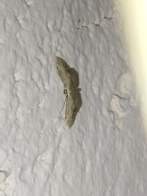 Idaea dimidiata - gyakori apróaraszoló