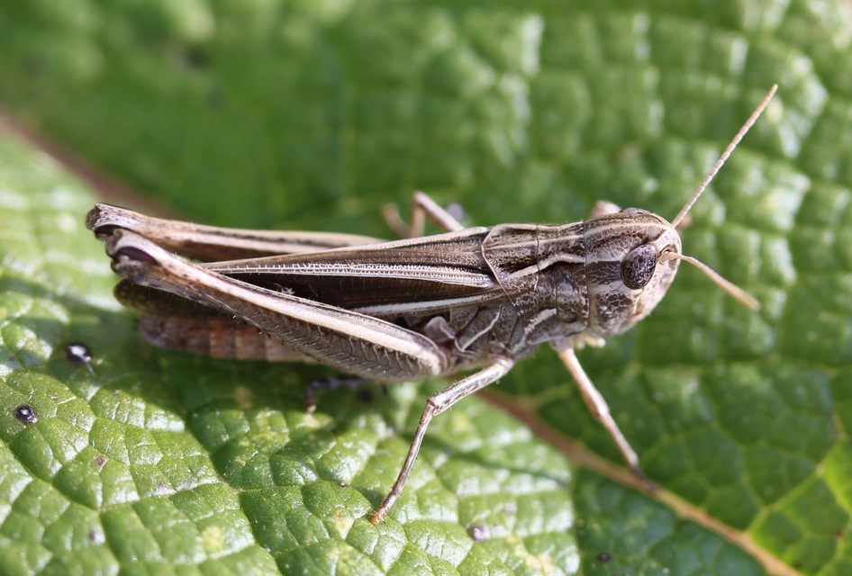 Stenobothrus lineatus - jajgató rétisáska