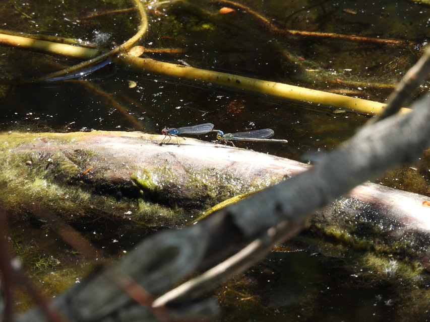 Erythromma viridulum - kis pirosszemű-légivadász