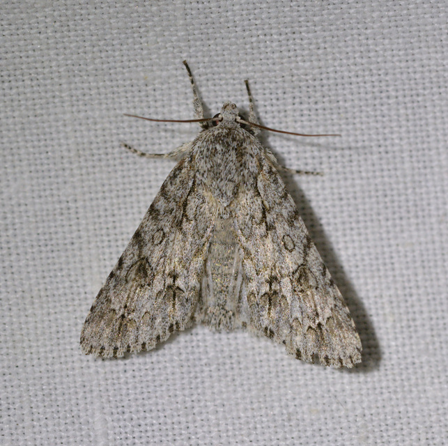 Acronicta aceris - vadgesztenye-szigonyosbagoly