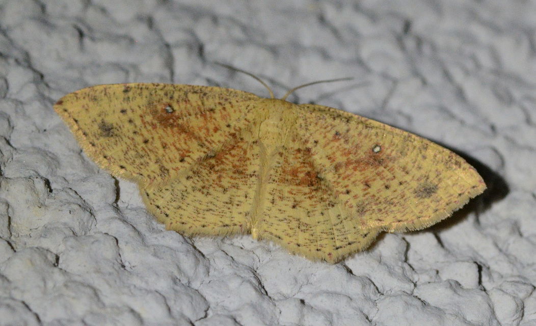 Cyclophora porata - körös pettyesaraszoló