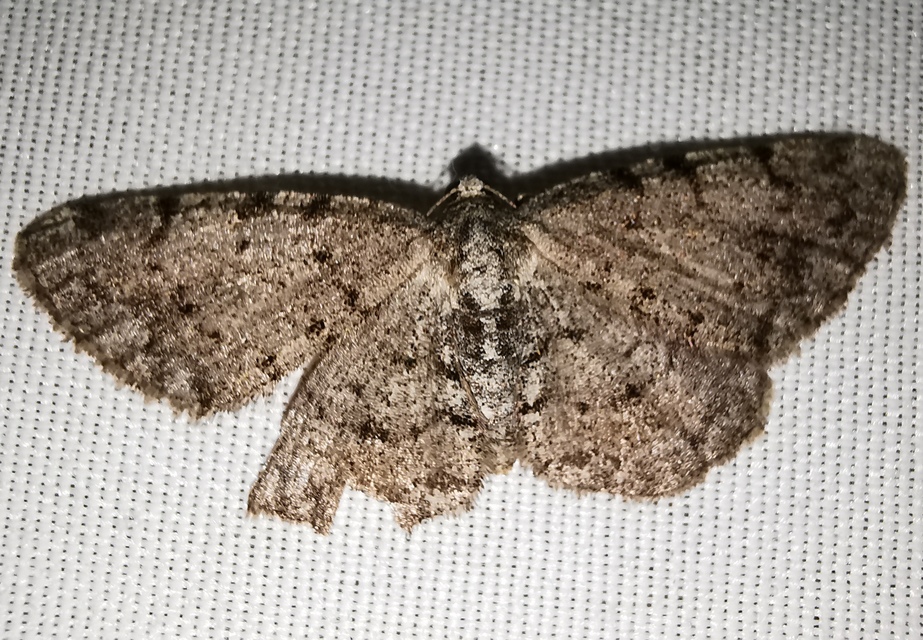 Aethalura punctulata - szürke égeraraszoló