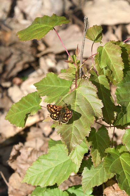 Carterocephalus palaemon - kockás busalepke