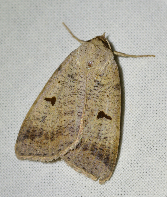 Lygephila lusoria - nagy csüdfűbagoly