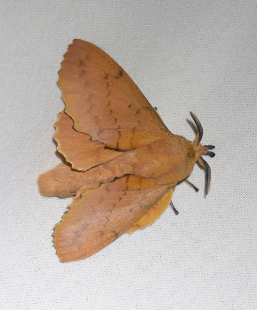 Gastropacha quercifolia - tölgylevélpohók