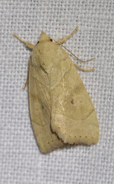 Cosmia trapezina - közönséges lombbagoly