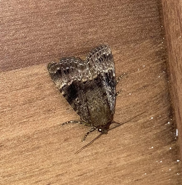 Amphipyra berbera/pyramidea