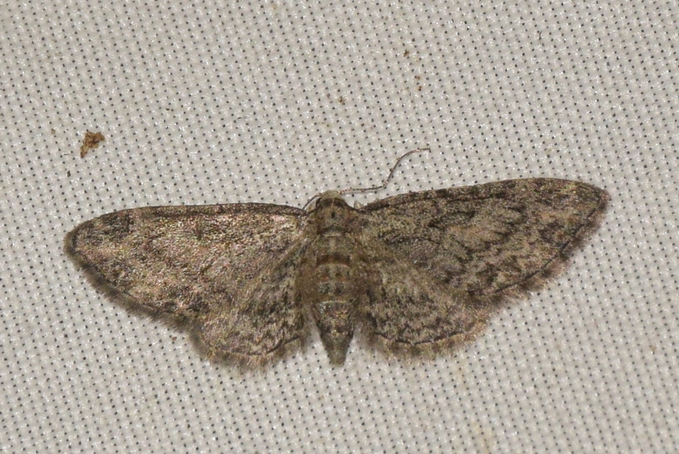 Eupithecia inturbata - juhar-törpearaszoló