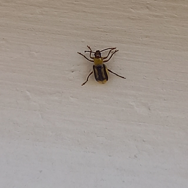 Diabrotica virgifera - amerikai kukoricabogár