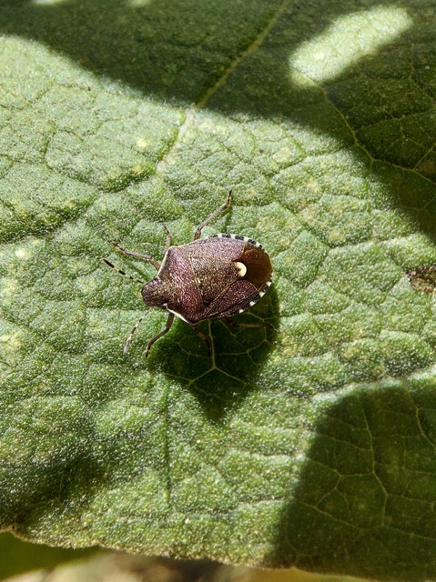 Holcostethus sphacelatus - holdas címerespoloska Holcostethus sphacelatus - holdas címerespoloska