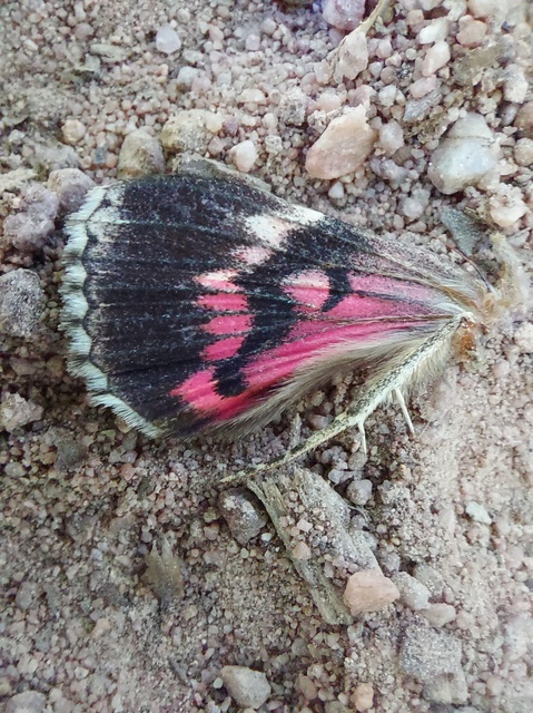Catocala promissa - kis tölgyfa-övesbagoly
