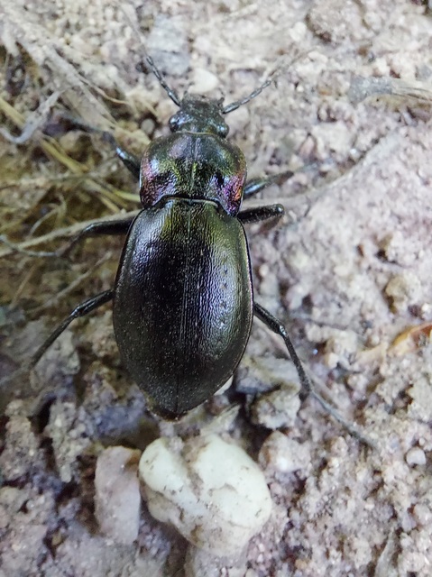 Carabus nemoralis - ligeti futrinka