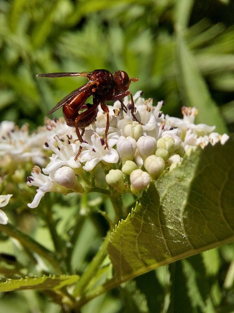 Sicus