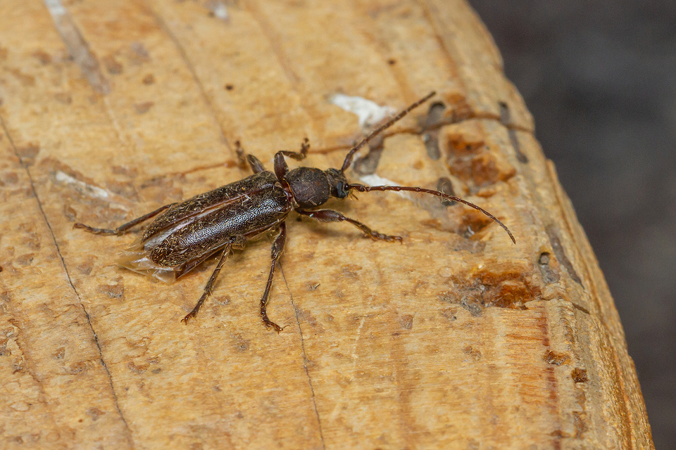 Trichoferus campestris - szállóvendég éjicincér