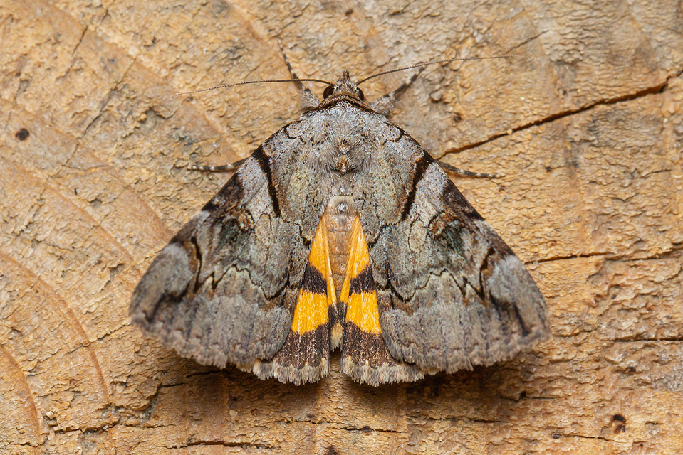 Catocala hymenaea - kökény-övesbagoly