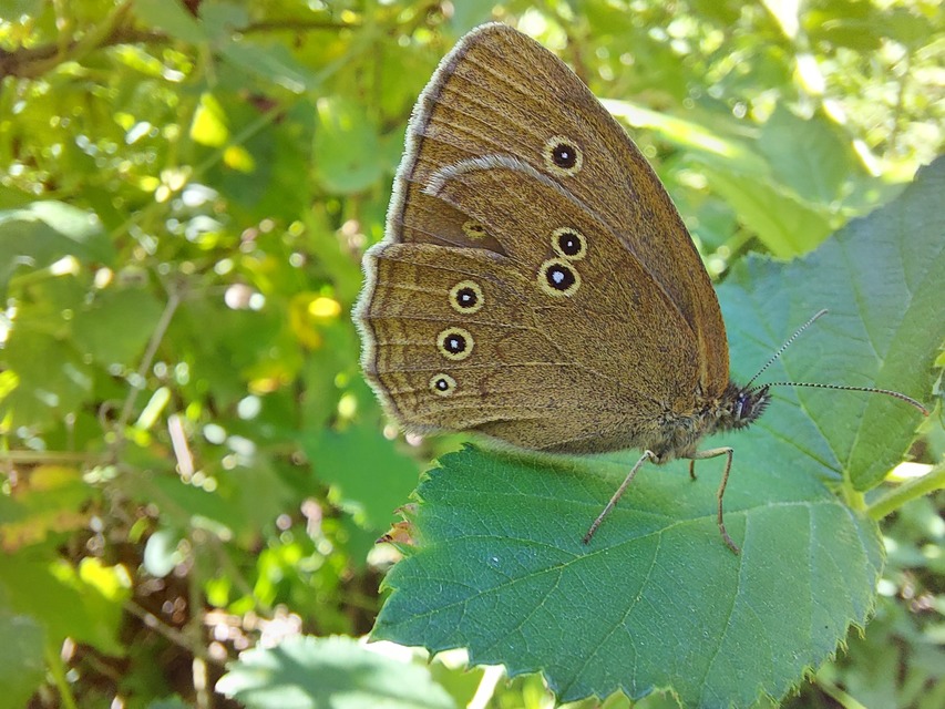 Aphantopus hyperanthus - közönséges ökörszemlepke