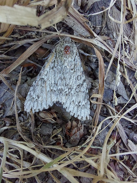 Acronicta aceris - vadgesztenye-szigonyosbagoly